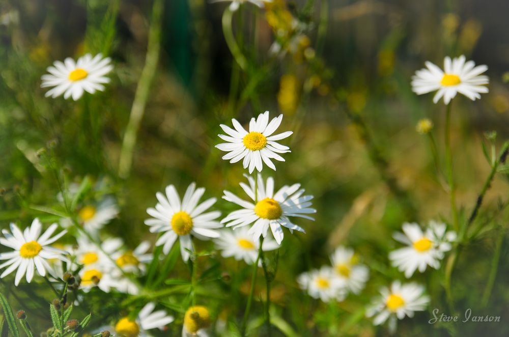 Blumenimpressionen #3