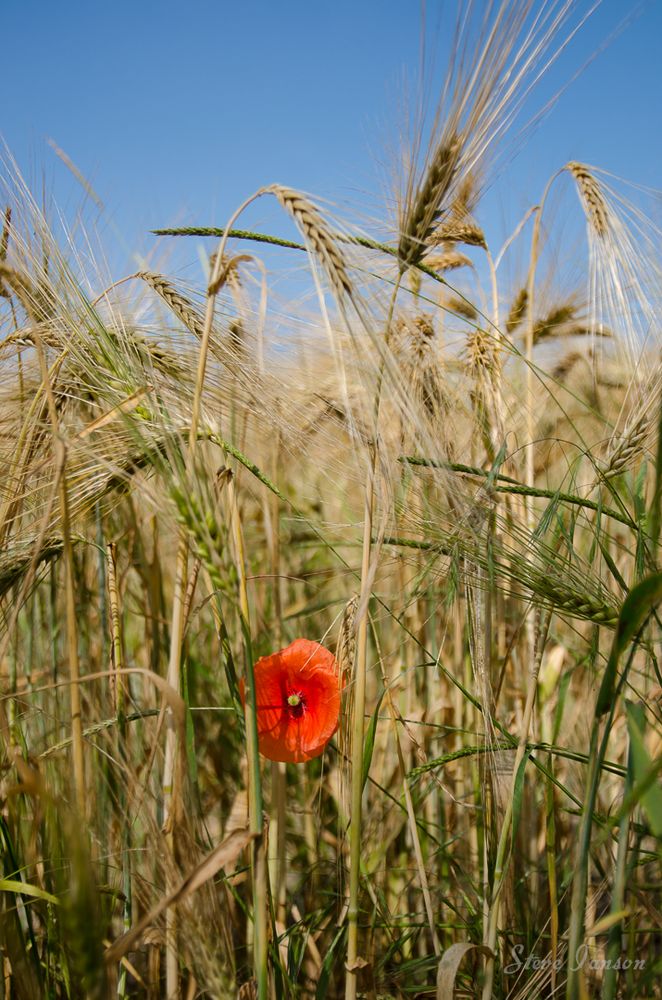 Blumenimpressionen #4