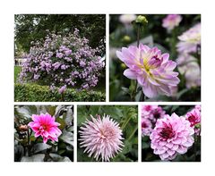 Blumenimpressionen von der Insel Mainau (1)