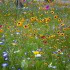 Blumeninsel am Straßenrand