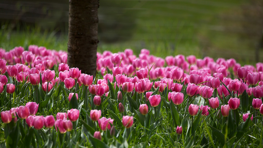 Blumeninsel im Frühling