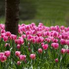 Blumeninsel im Frühling