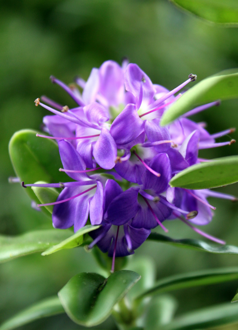 Blumeninsel Madeira