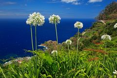 Blumeninsel Madeira