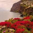 Blumeninsel Madeira