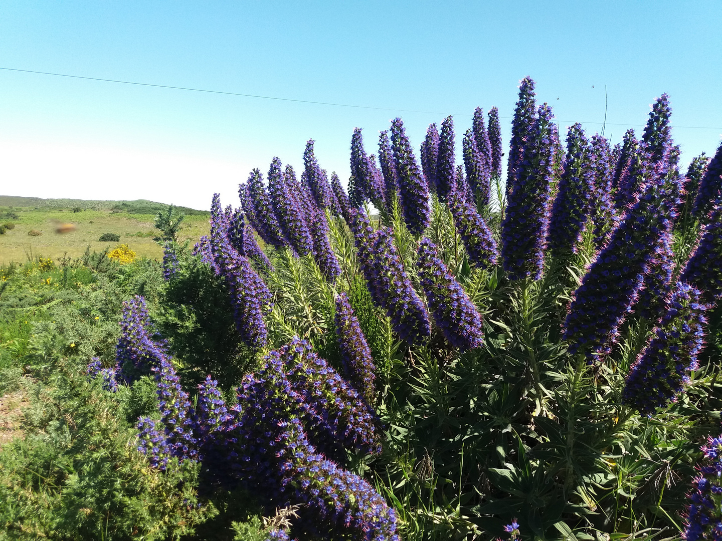 Blumeninsel Madeira