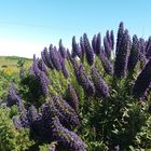 Blumeninsel Madeira