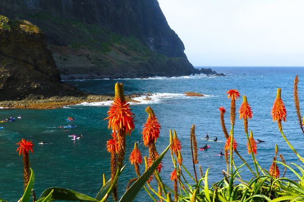 Blumeninsel Madeira (Porto da Cruz). November 2024