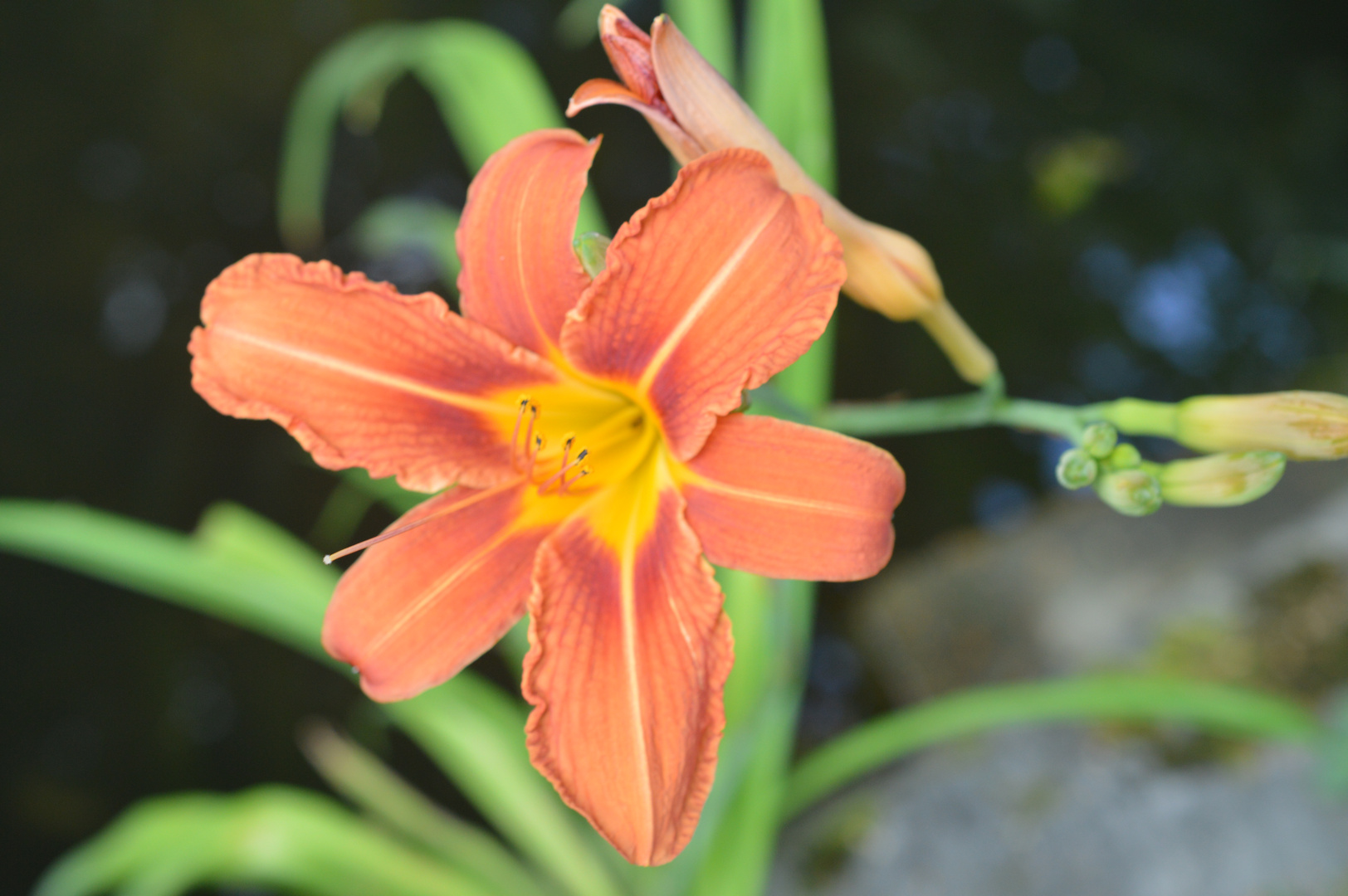 blumeninsel mainau 2014