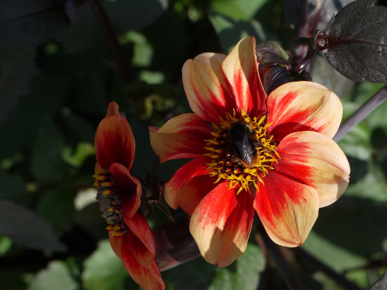 blumeninsel mainau 2014