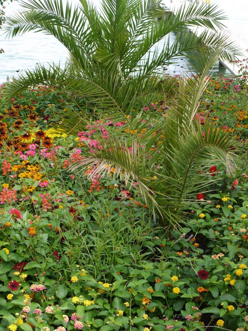 blumeninsel mainau 2014