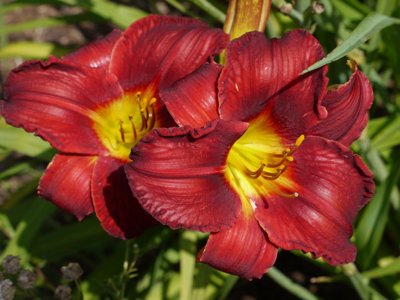 blumeninsel mainau 2014