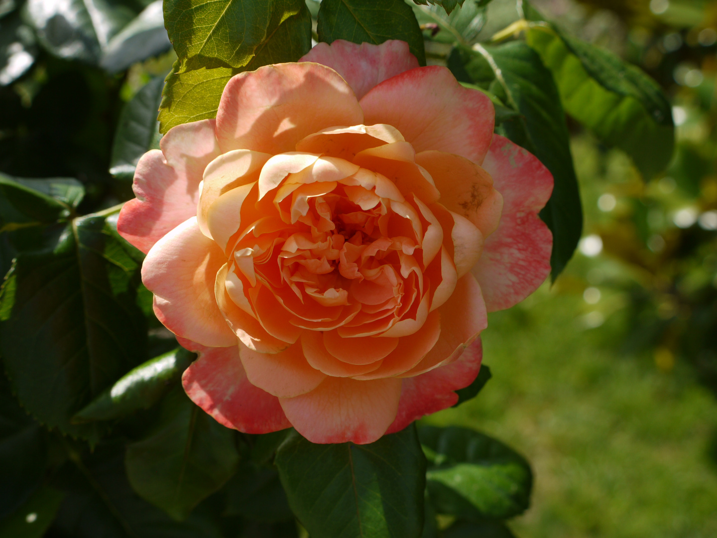 blumeninsel mainau