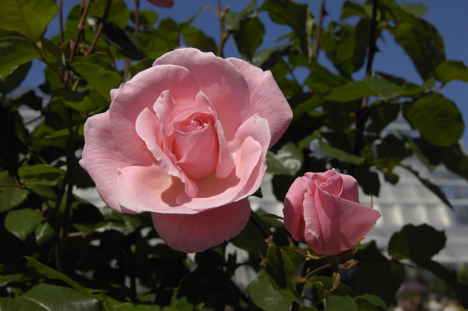 Blumeninsel Mainau