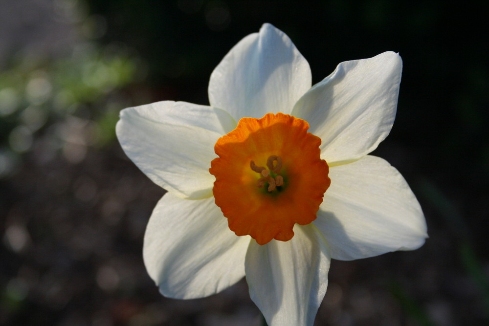 Blumeninsel Mainau