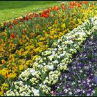 Blumeninsel Mainau, ( Bodensee )