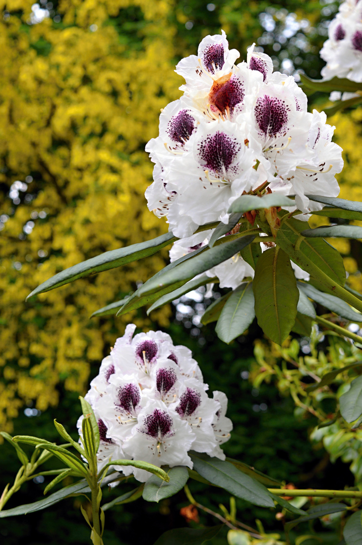 Blumeninsel Mainau