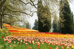 Blumeninsel Mainau_006