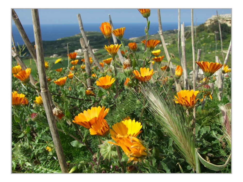 Blumeninsel Malta...