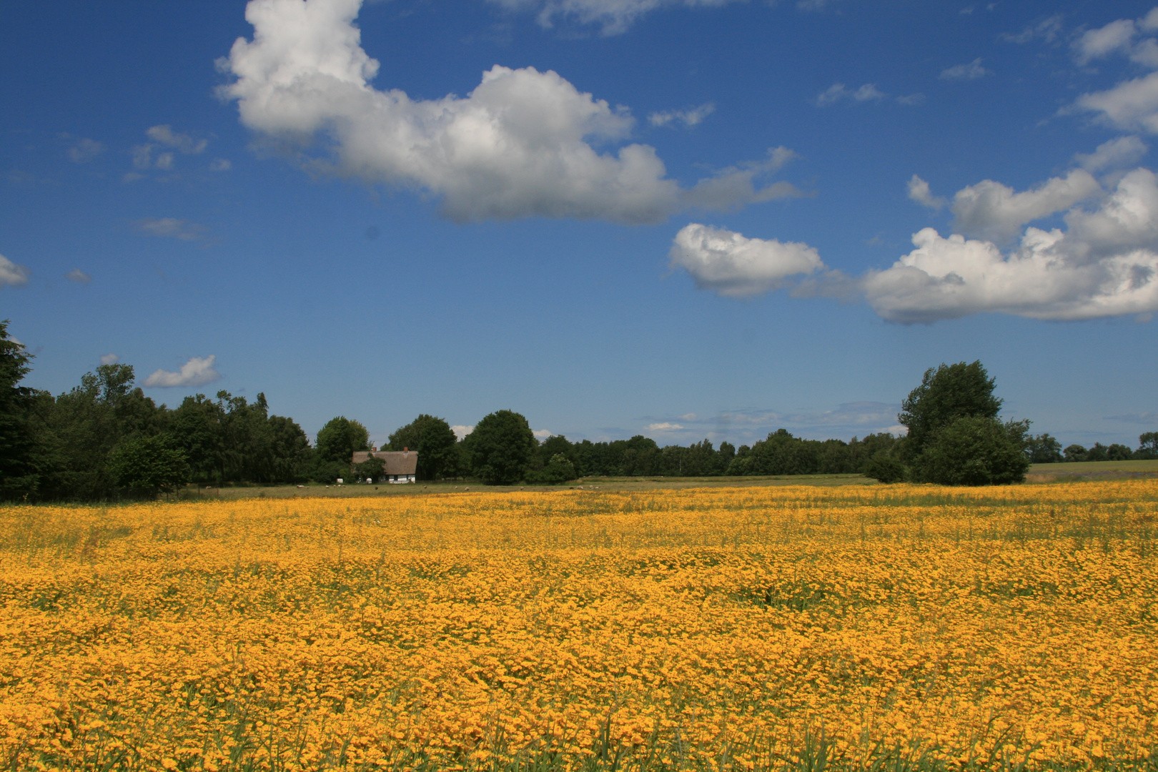 Blumeninsel Usedom