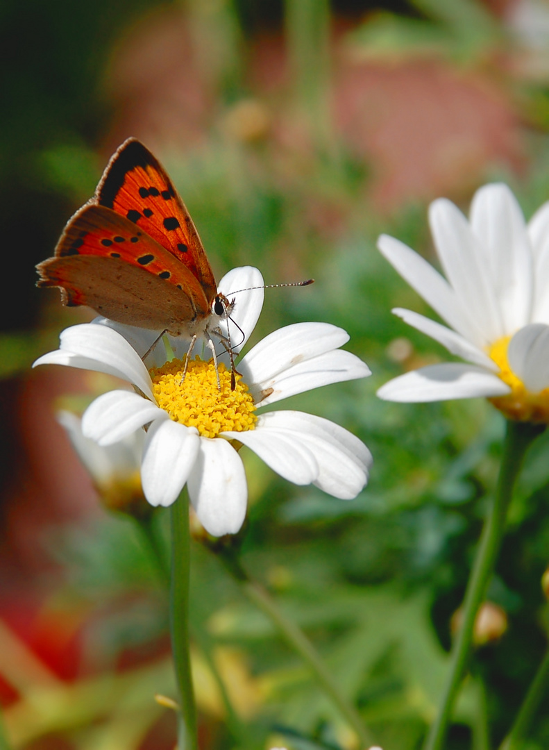 Blumenkästen in Winkelhaid 1