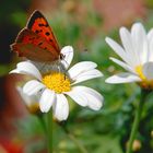 Blumenkästen in Winkelhaid 1