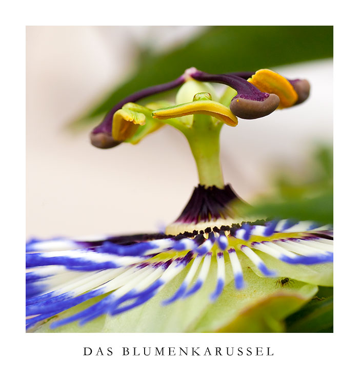 Blumenkarussell