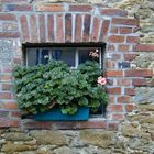 Blumenkasten auf der Fensterbank