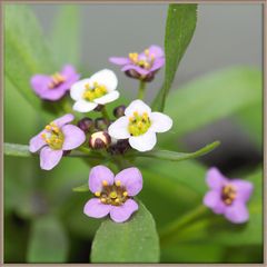 Blumenkastenblümchen