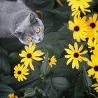 Blumenkatze