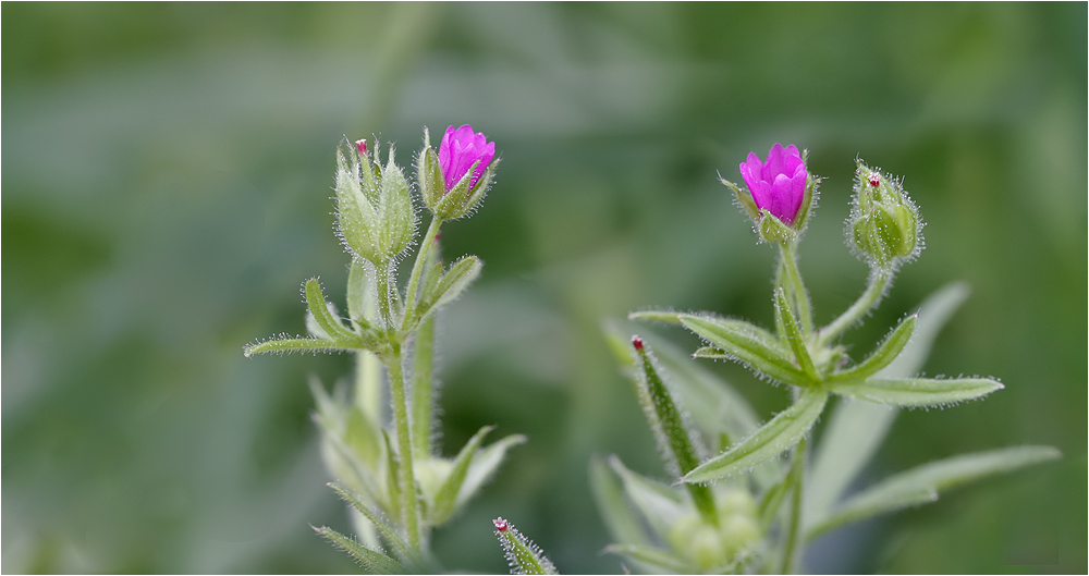 Blumenkinder