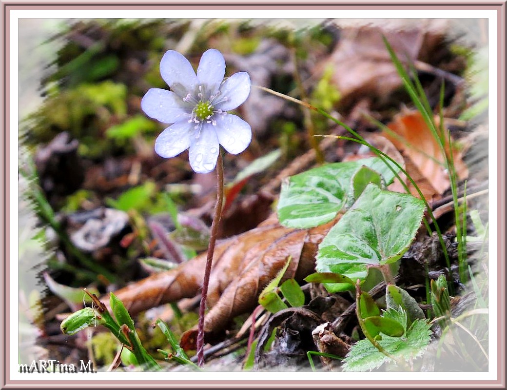 Blumenklage  (mit Gedicht)