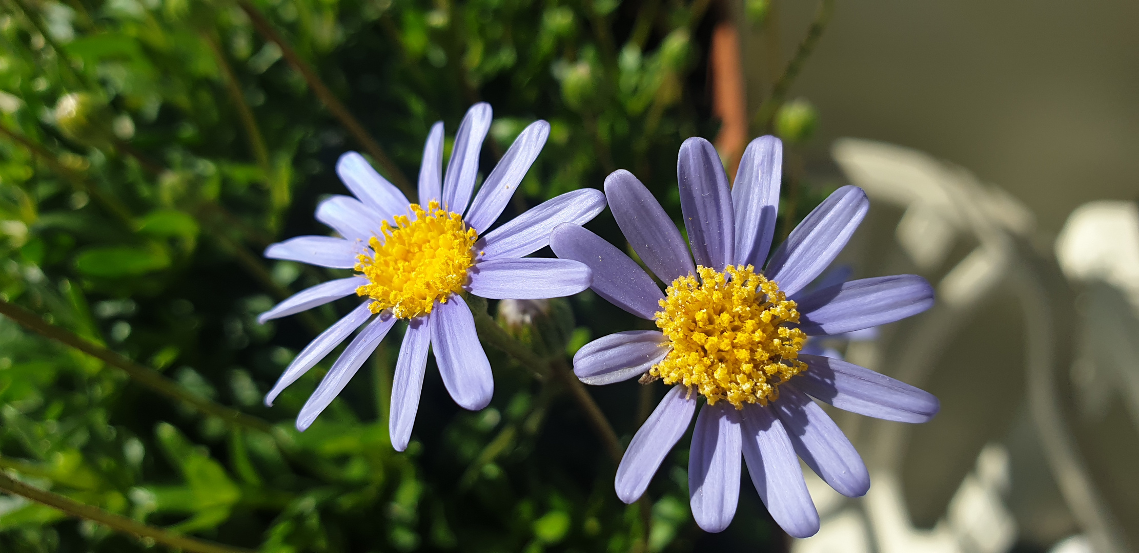 Blumenklassiker für jeden Balkon