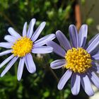 Blumenklassiker für jeden Balkon