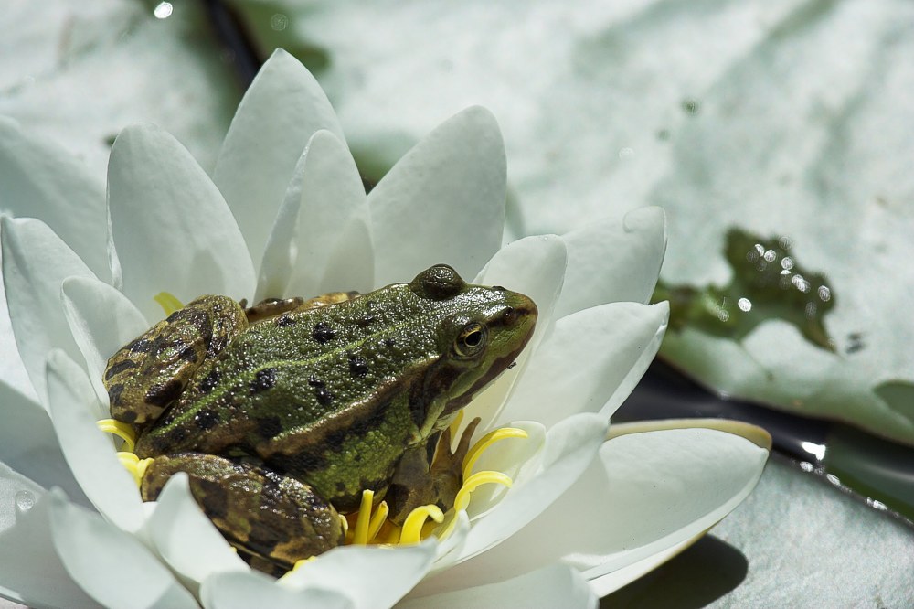 Blumenkönig [K]