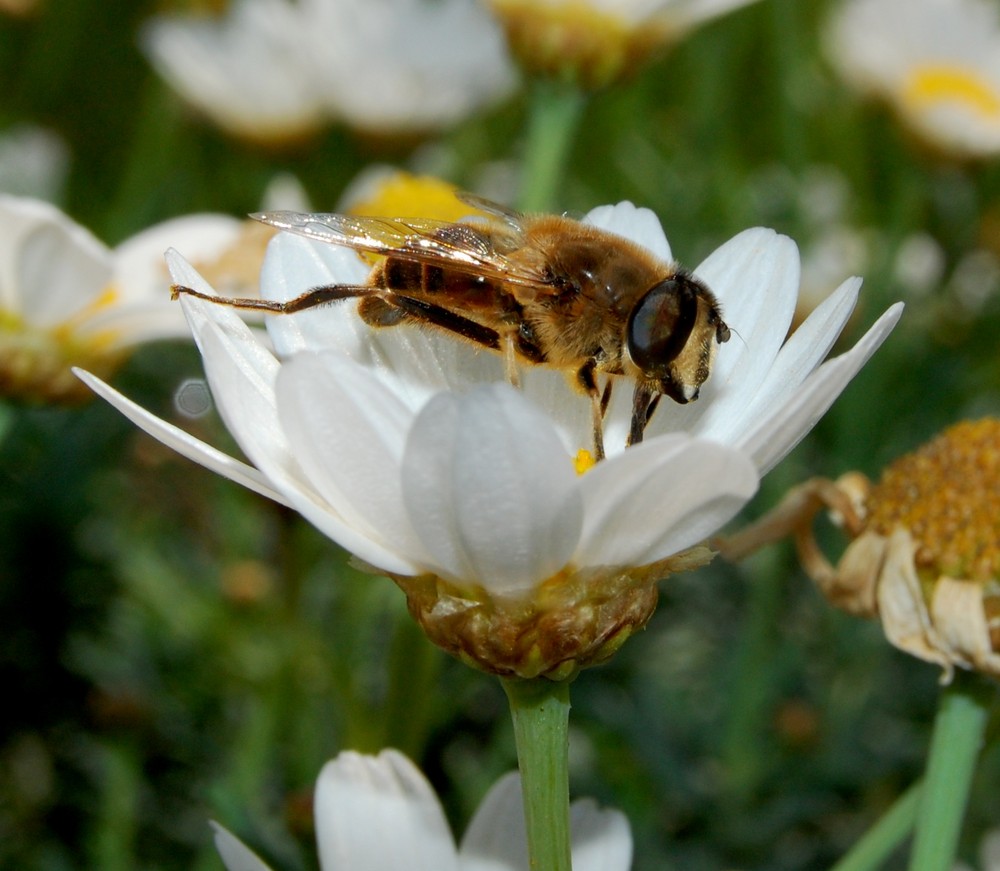 Blumenkönigin