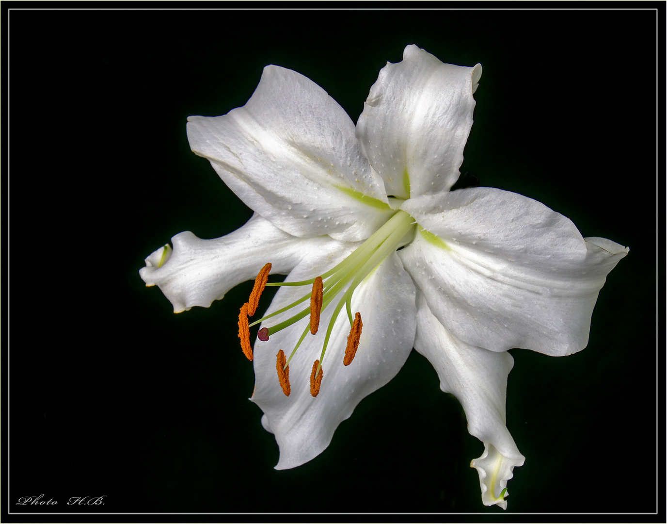 Blumenkönigin in Weiss