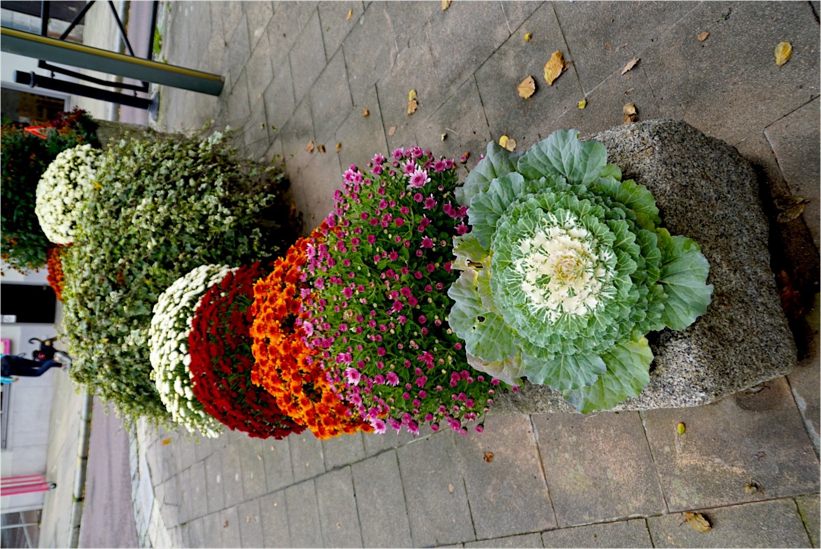 Blumenkohl als Zierpflanze 