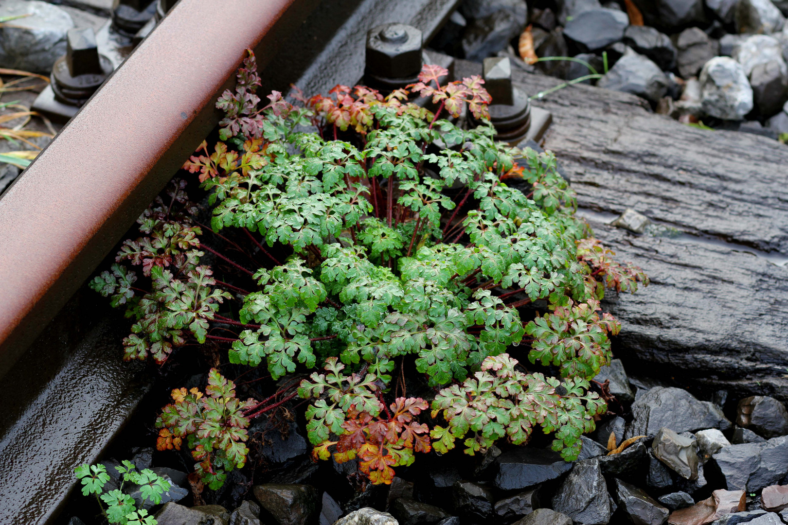 "Blumenkohl" neben der Strecke?