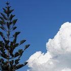 Blumenkohl und Araukarie ... / Cavolfior' ed araucaria ...