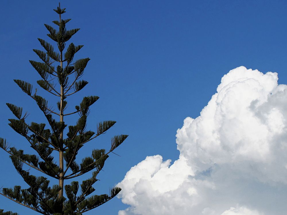 Blumenkohl und Araukarie ... / Cavolfior' ed araucaria ...