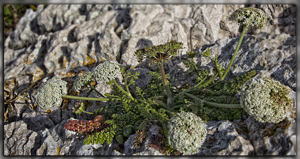 Blumenkohl...Blümchen..Mittwoch...