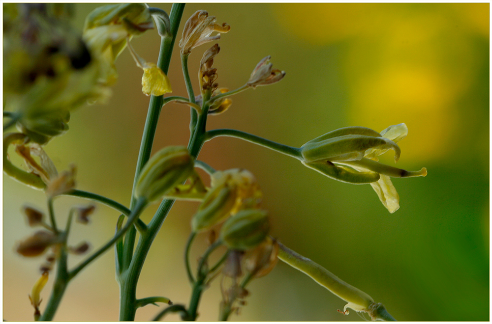 Blumenkohlblüte