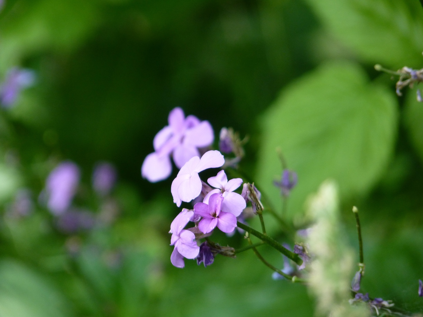 Blumenkontrast Scharf-Unscharf