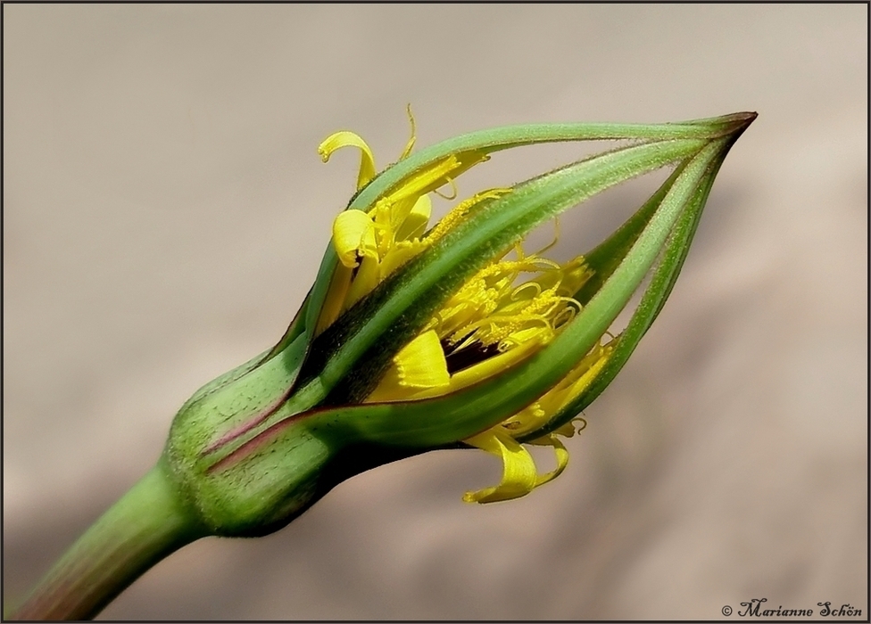 Blumenkrönchen