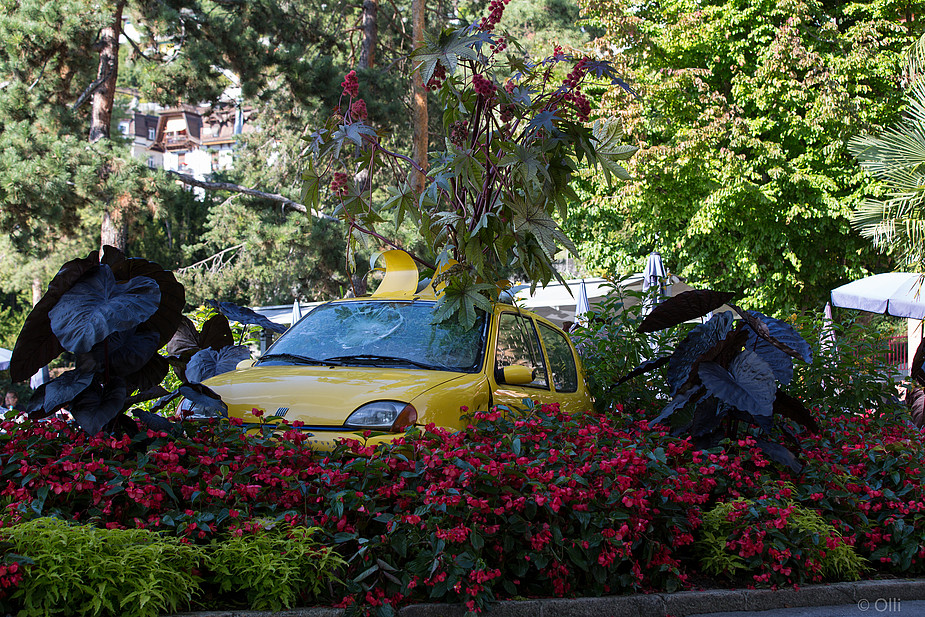 Blumenkübel oder Durch(ge)wachsen