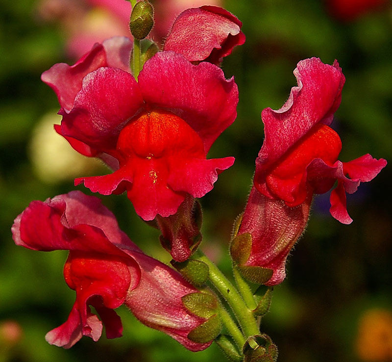 Blumenkuss von Karl Kreuzenbeck