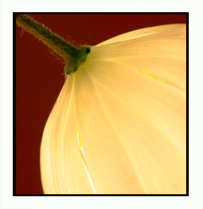 Blumenlampe