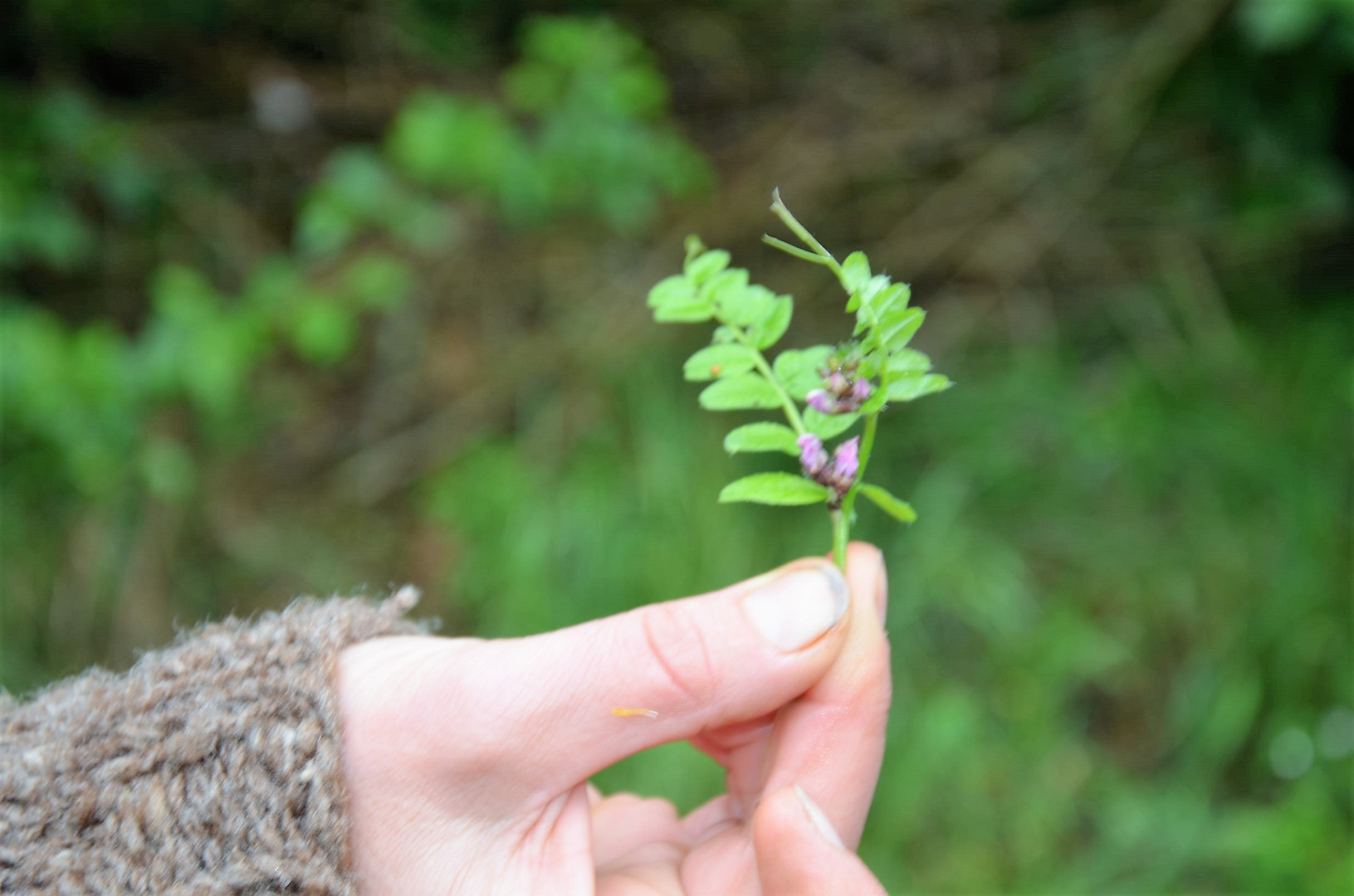 Blumenleben in einer schönen Hand