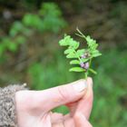 Blumenleben in einer schönen Hand